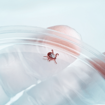persons hands holding a container with a tick