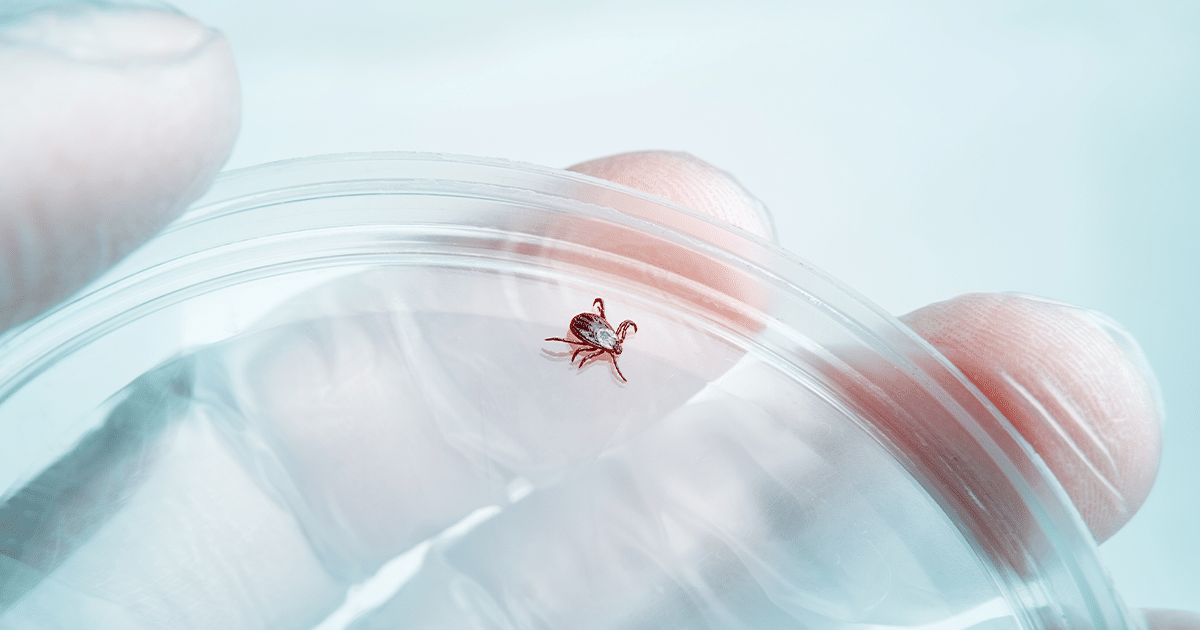 persons hands holding a container with a tick