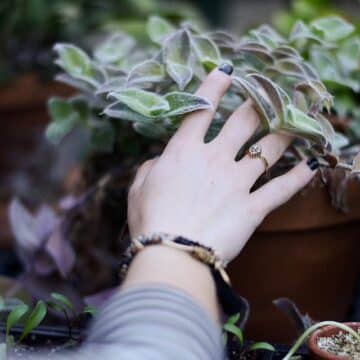 Woman touching succulents