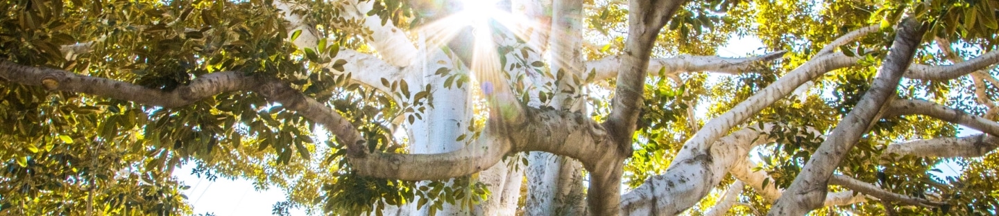 Beautiful tree in sunlight