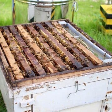 Bees on honeycomb