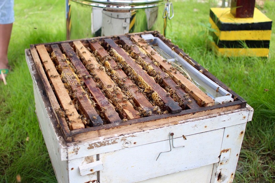 Bees on honeycomb