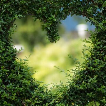 Greenery with a heart shape cut out in the middle