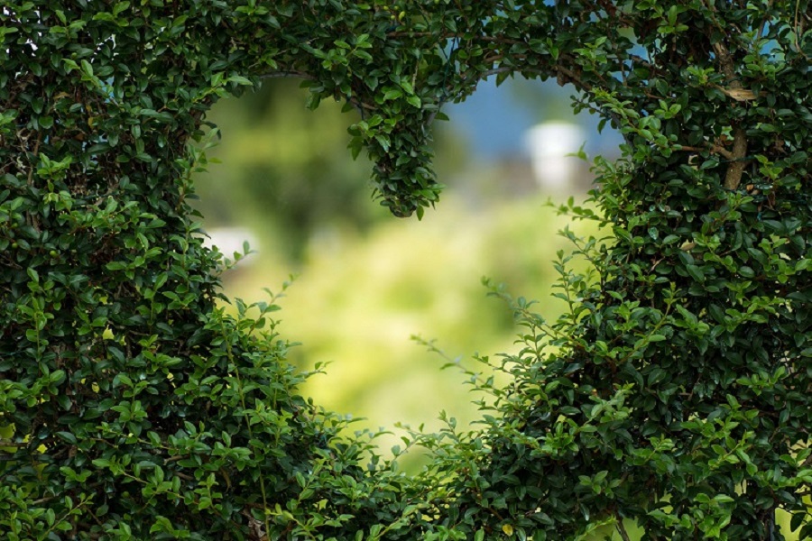 Greenery with a heart shape cut out in the middle