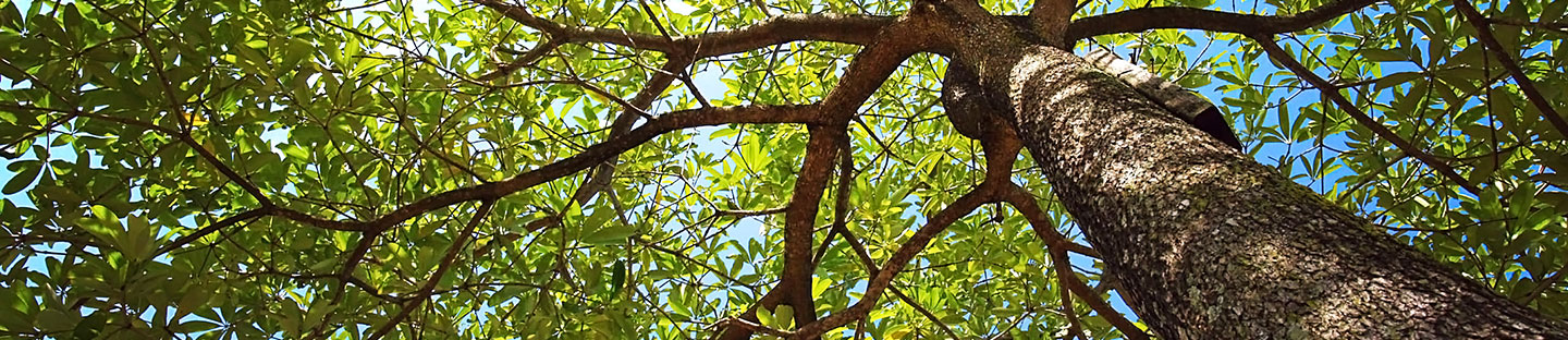 Beautiful trees in sunlight