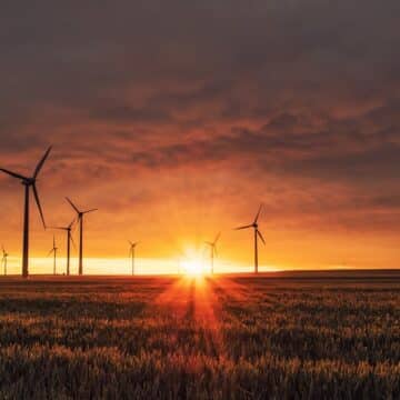 Windmills in a field at sunset