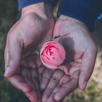 Person holding a pink rose