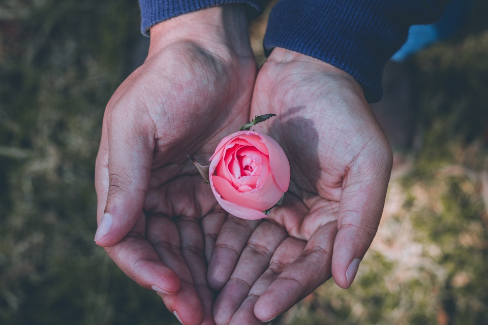 Person holding a pink rose