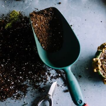 Potting mix in a small shovel