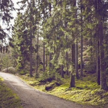 A dirt path leading through a forest of pine trees