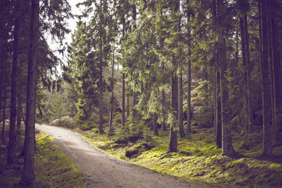 A dirt path leading through a forest of pine trees