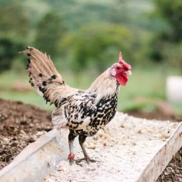 Chicken with green trees, grass background