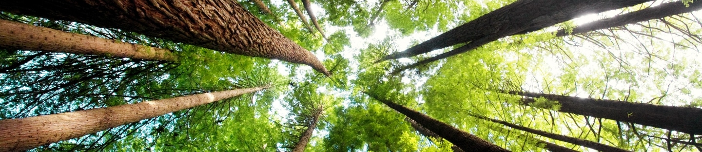 Beautiful trees in sunlight