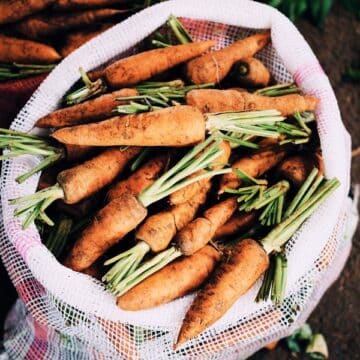 Carrots with dirt on them in a white mesh bag