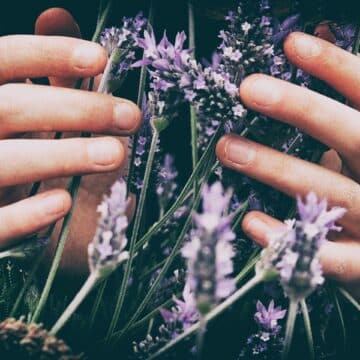 Someone holding a bush of lavender
