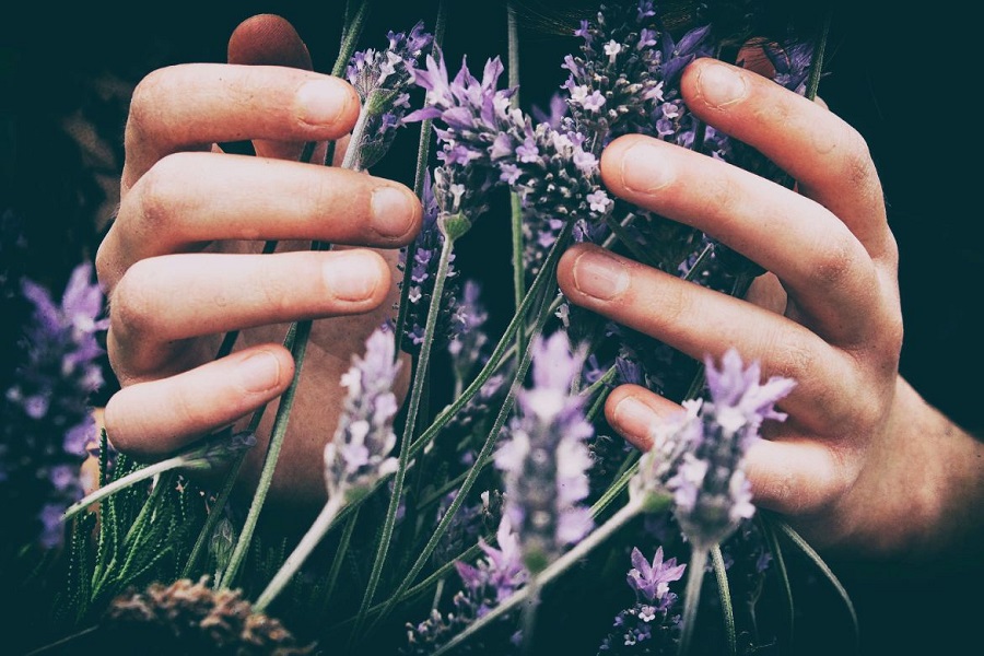 Someone holding a bush of lavender
